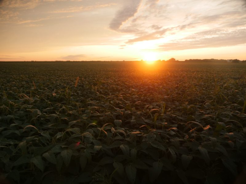 Crop field with the sun setting in the background