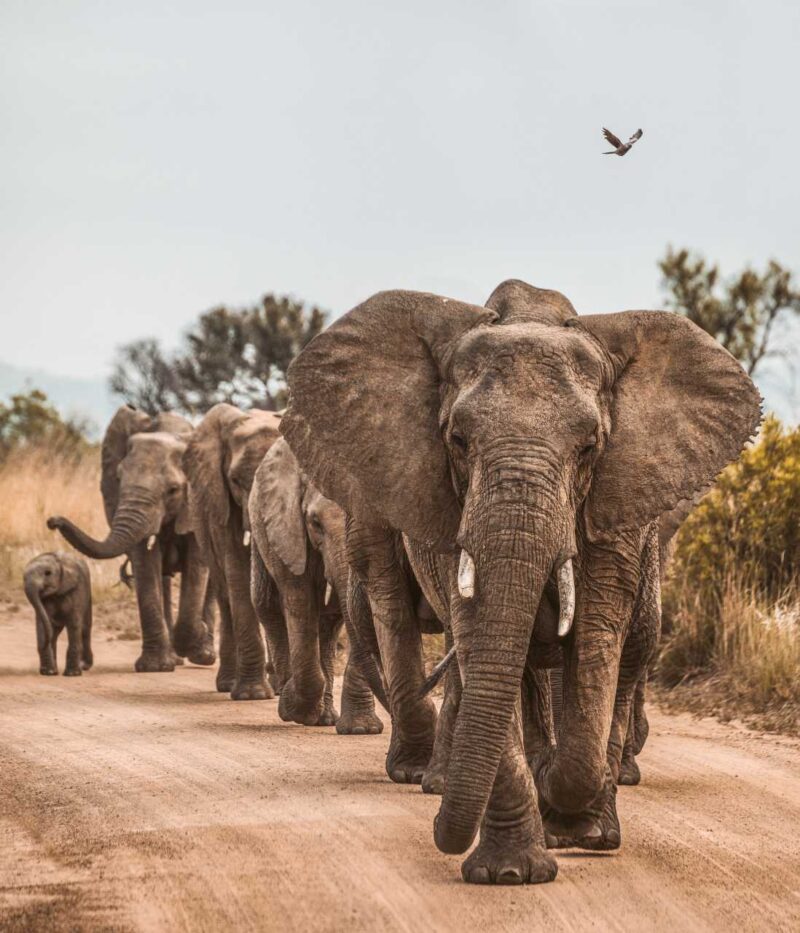 Herd of elephants