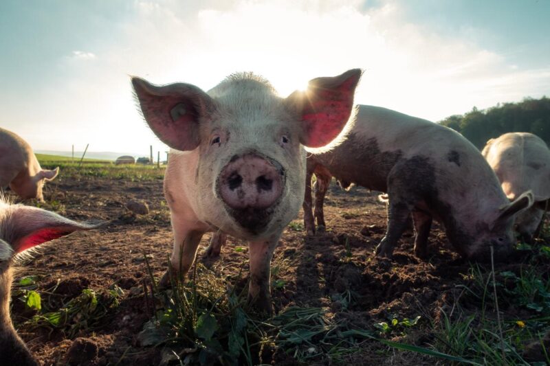 Pigs in a muddy field