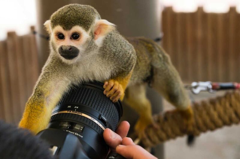A person holding a camera in front of a monkey