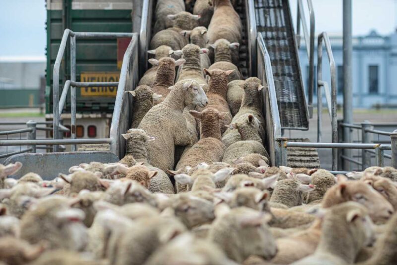 Sheep being herded onto a truck