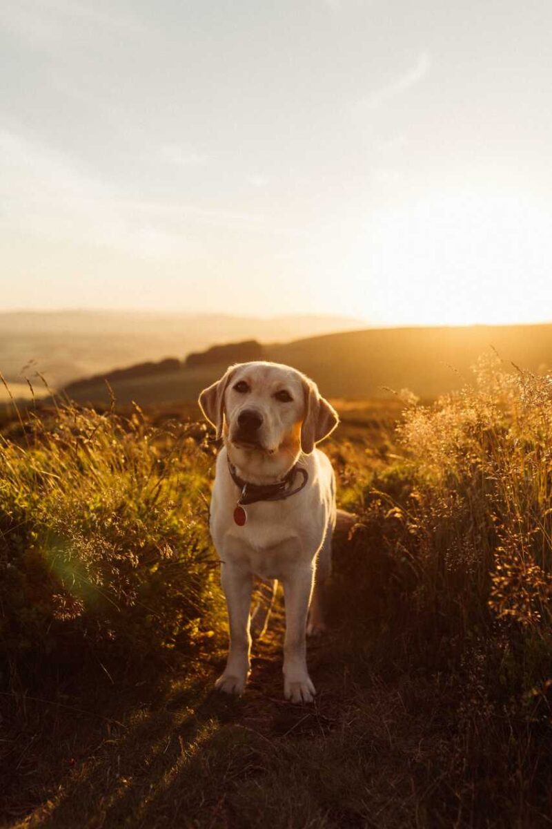 Labrador in a sunlit field wearing a non-electric shock collar