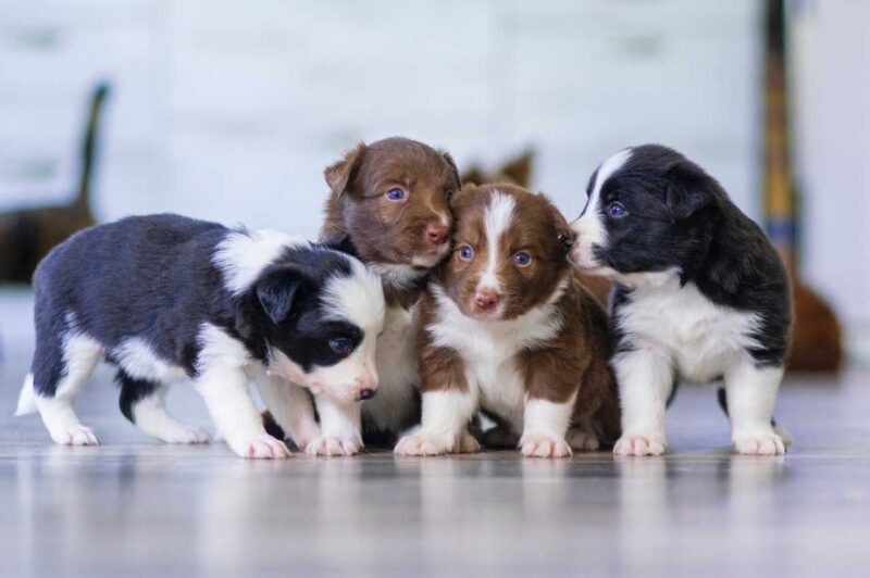 Four puppies in a row