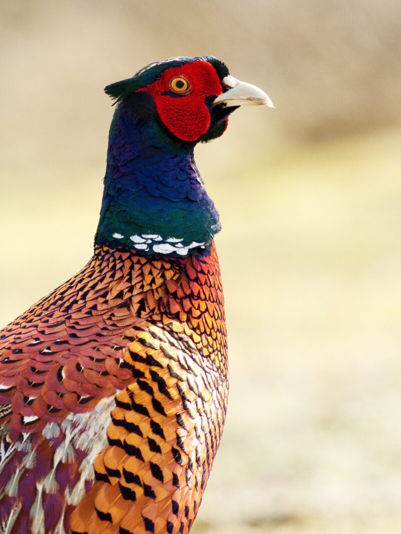 A picture of a Pheasant 